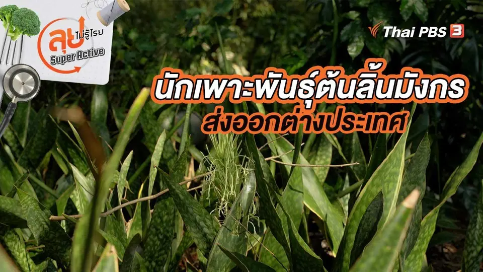 นักเพาะพันธุ์ต้นลิ้นมังกรส่งออกต่างประเทศ