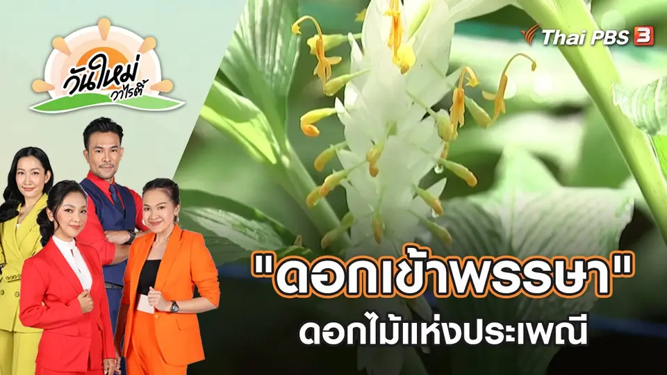 ดอกไม้แห่งประเพณี  "ดอกเข้าพรรษา" | วันใหม่วาไรตี้ | 14 ก.ค. 65