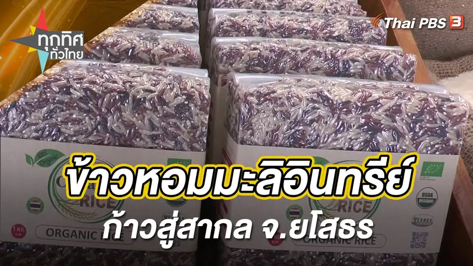 ข้าวหอมมะลิอินทรีย์ก้าวสู่สากล จ.ยโสธร