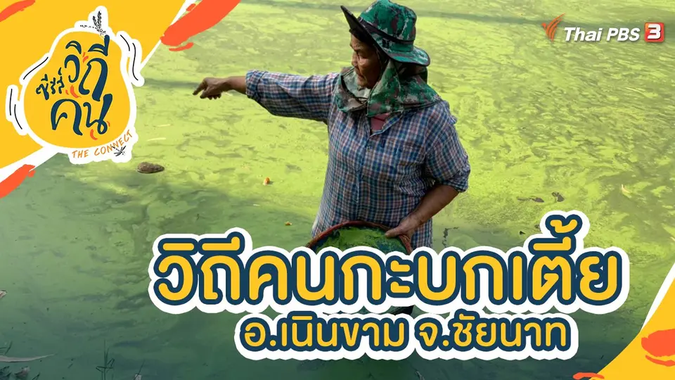 วิถีคนกะบกเตี้ย อ.เนินขาม จ.ชัยนาท