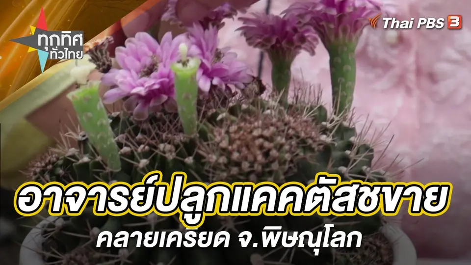 อาจารย์ปลูกแคคตัสขายคลายเครียด จ.พิษณุโลก