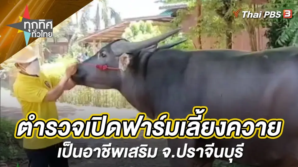 ตำรวจเปิดฟาร์มเลี้ยงควายเป็นอาชีพเสริม จ.ปราจีนบุรี