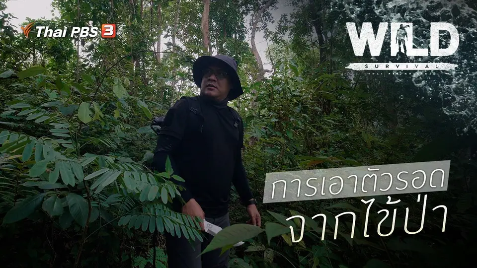 การเอาตัวรอดจากไข้ป่า