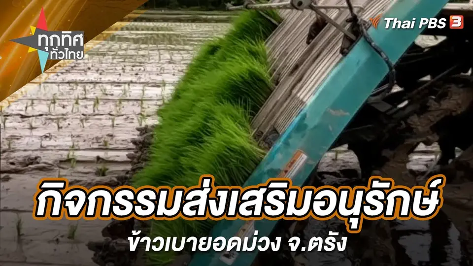 กิจกรรมส่งเสริมอนุรักษ์ข้าวเบายอดม่วง จ.ตรัง