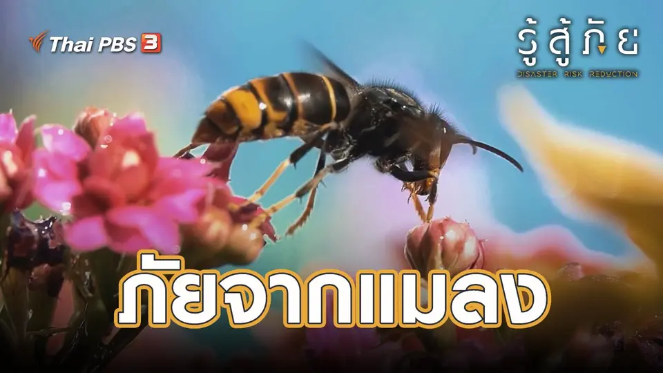 ​ภัยจากแมลง