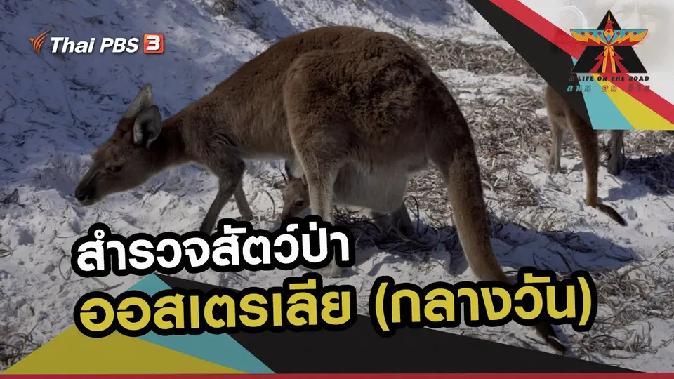 สำรวจสัตว์ป่าออสเตรเลีย (กลางวัน)