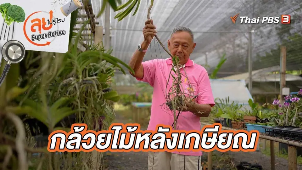 กล้วยไม้หลังเกษียณ
