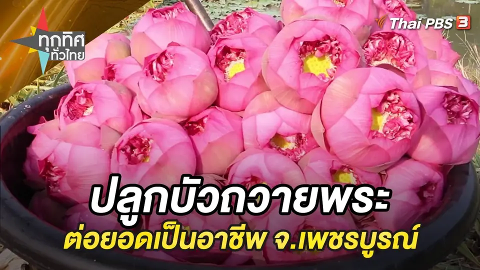 ปลูกบัวถวายพระต่อยอดเป็นอาชีพ จ.เพชรบูรณ์