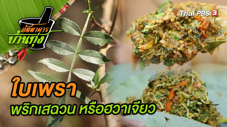 ใบเพรา