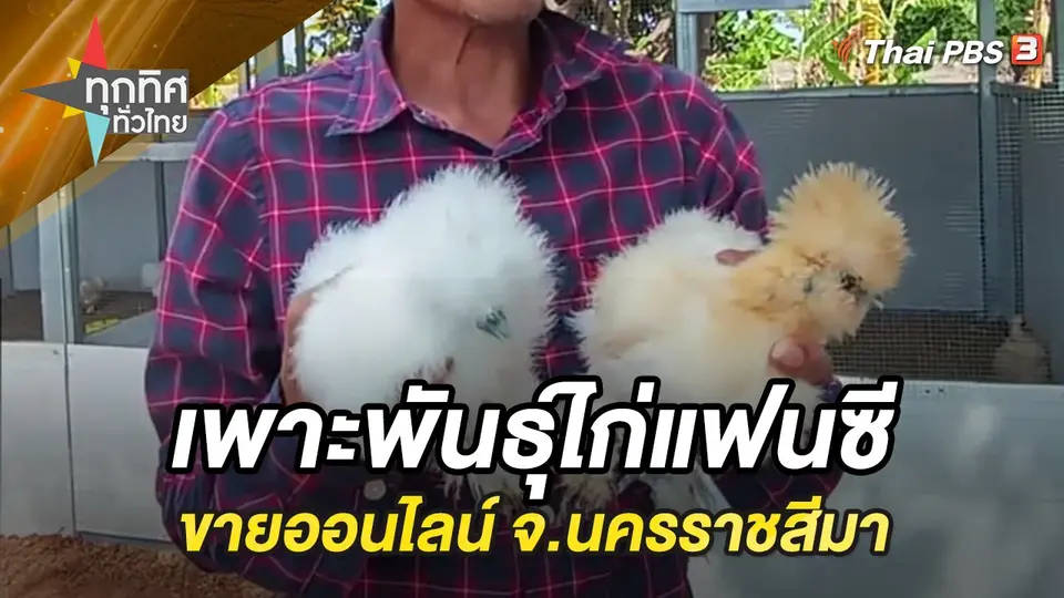 เพาะพันธุ์ไก่แฟนซีขายออนไลน์ จ.นครราชสีมา