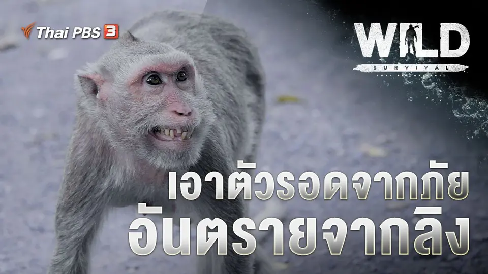 เอาตัวรอดจากภัย อันตรายจากลิง