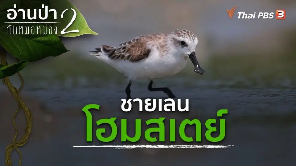 ชายเลนโฮมสเตย์