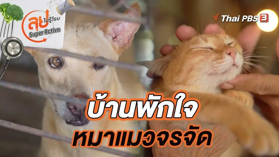 บ้านพักใจหมาแมวจรจัด