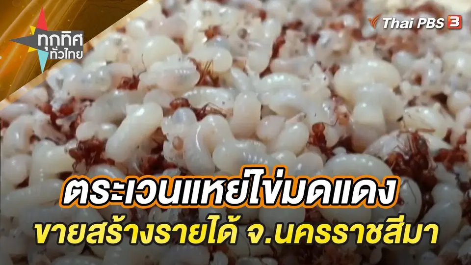 ทุกทิศทั่วไทย