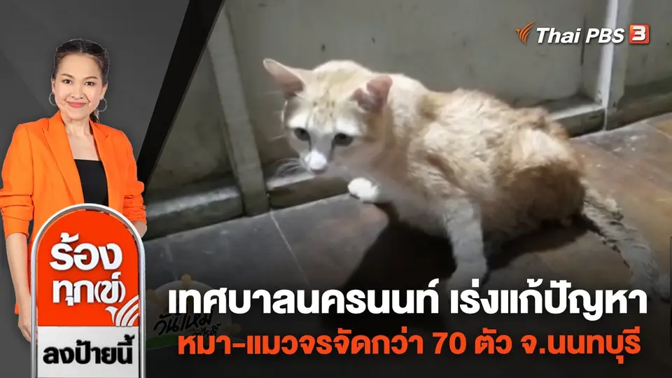 เทศบาลนครนนท์ เร่งแก้ปัญหาหมา - แมวจรจัดกว่า 70 ตัว จ.นนทบุรี