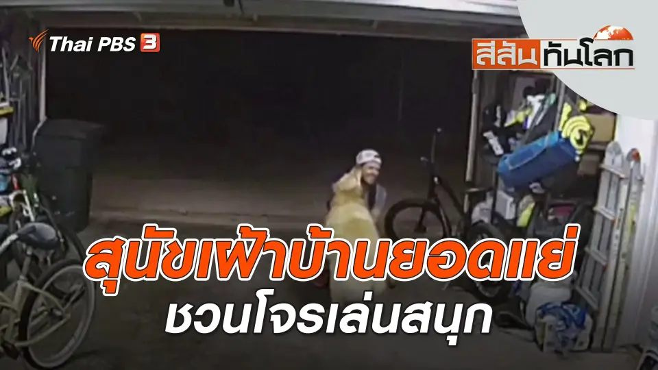 สุนัขเฝ้าบ้านยอดแย่ชวนโจรเล่นสนุก | สีสันทันโลก | 13 ส.ค. 66