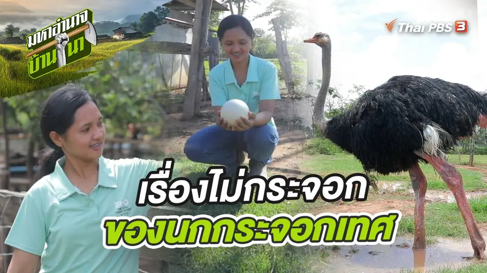 มหาอำนาจบ้านนา