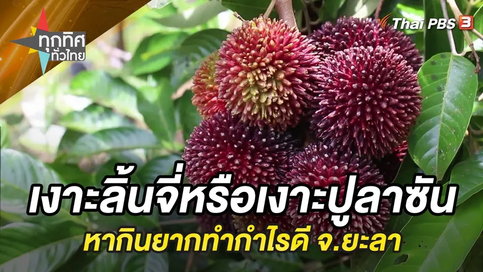 ทุกทิศทั่วไทย