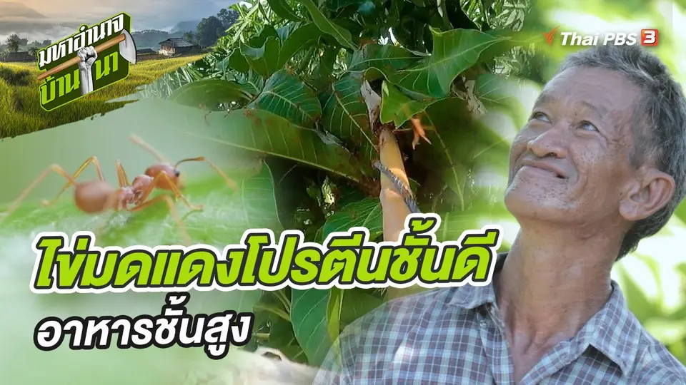 มหาอำนาจบ้านนา