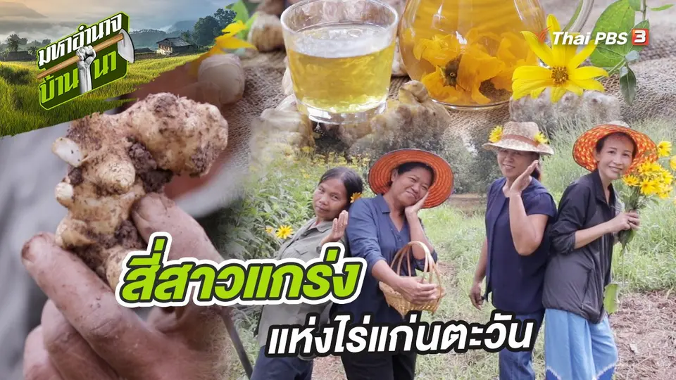 สี่สาวแกร่ง แห่งไร่แก่นตะวัน