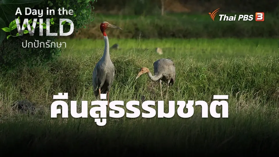 คืนสู่ธรรมชาติ