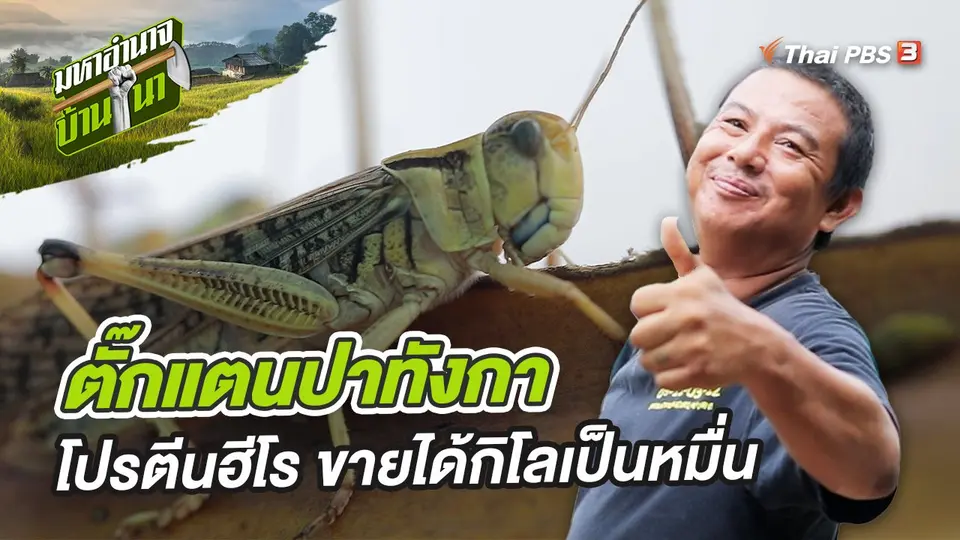 ตั๊กแตนปาทังกา โปรตีนฮีโร ขายได้กิโลเป็นหมื่น