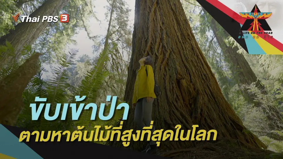 ขับเข้าป่า ตามหาต้นไม้ที่สูงที่สุดในโลก