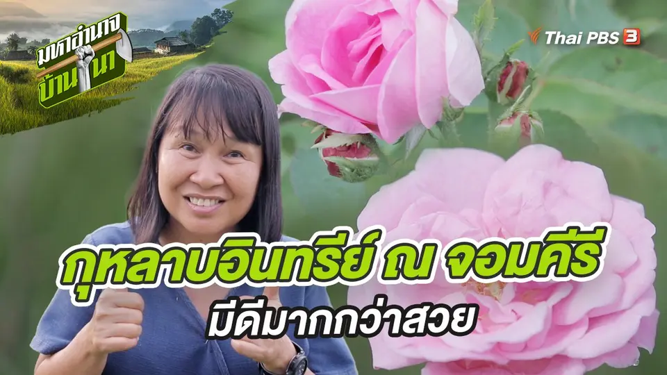 กุหลาบอินทรีย์ ณ จอมคีรี มีดีมากกว่าสวย