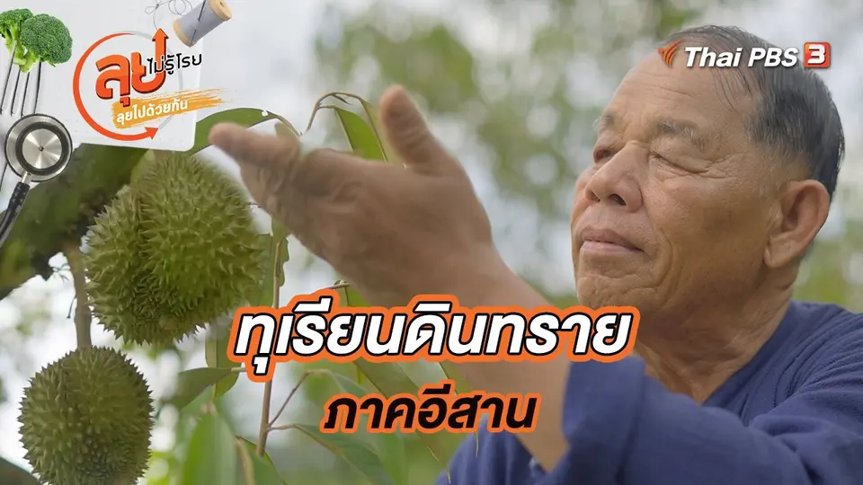 ทุเรียนดินทรายภาคอีสาน