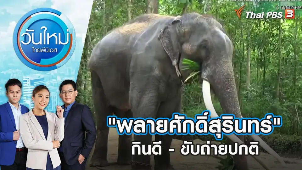 "พลายศักดิ์สุรินทร์" กินดี - ขับถ่ายปกติ | วันใหม่ ไทยพีบีเอส | 6 ก.ค. 66
