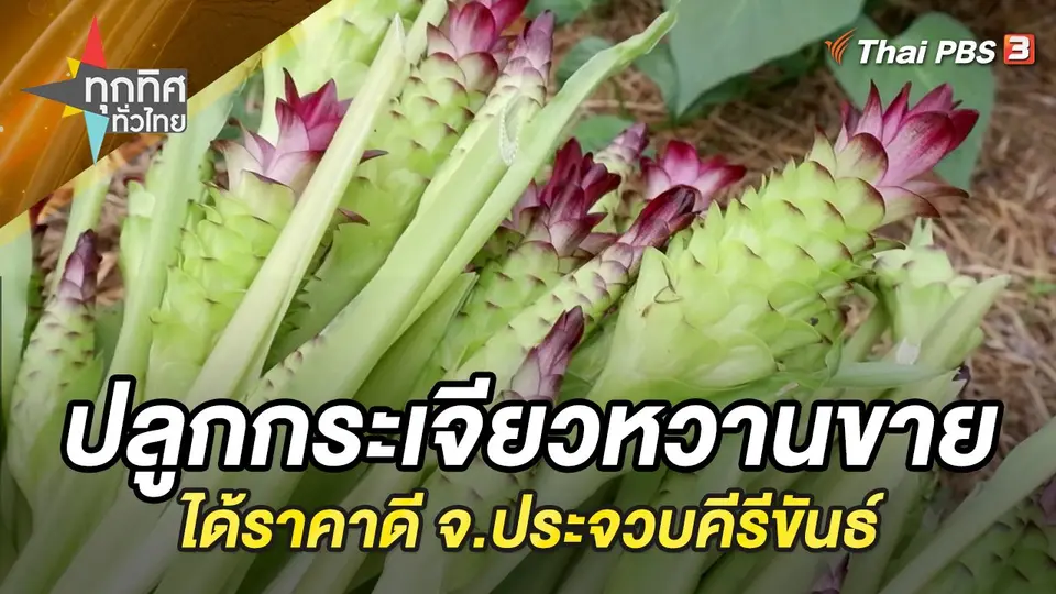 ทุกทิศทั่วไทย