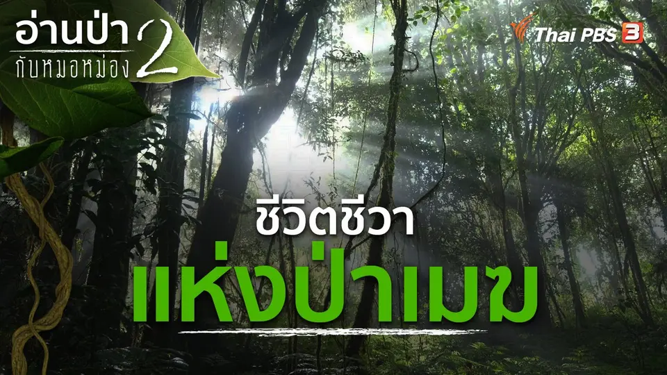 อ่านป่ากับหมอหม่อง