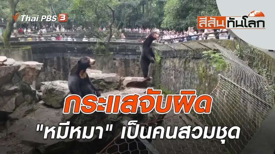 กระแสจับผิด "หมีหมา" เป็นคนสวมชุด | สีสันทันโลก | 5 ส.ค. 66