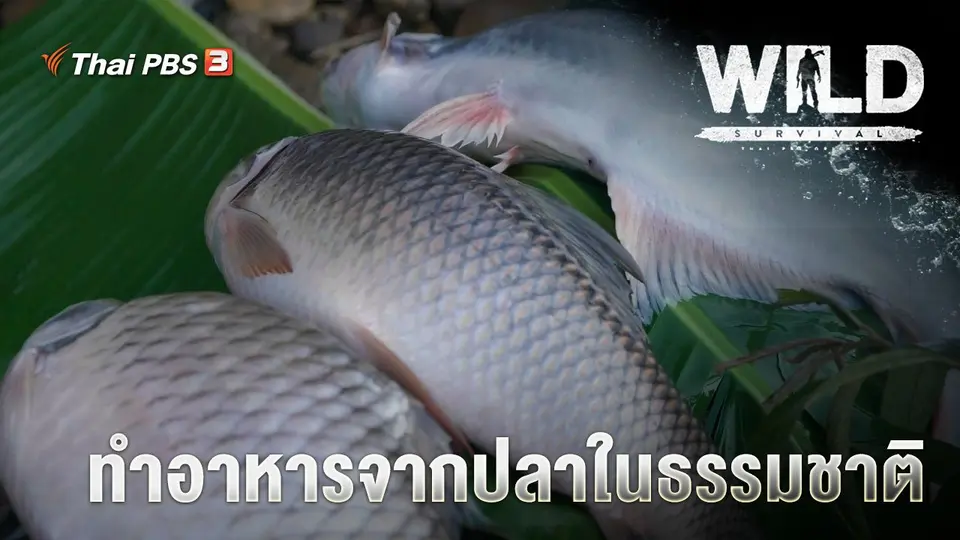WILD SURVIVAL