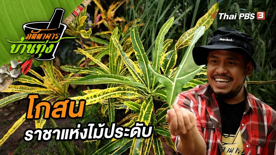 โกสน