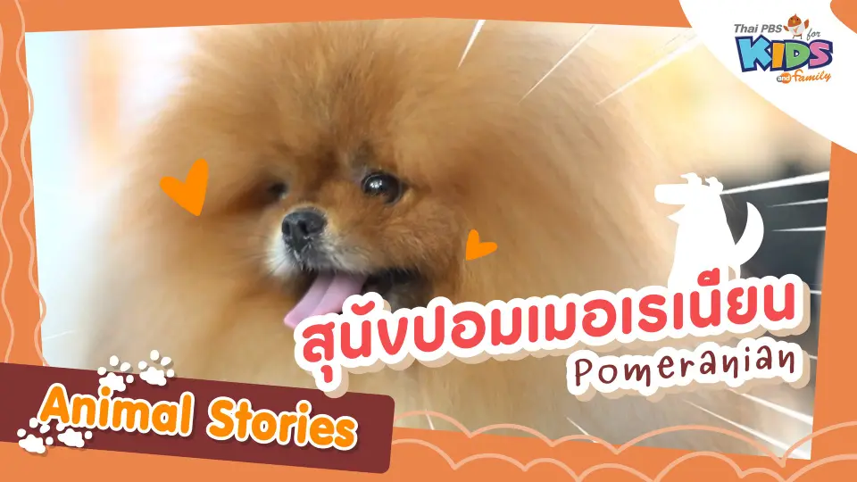 สุนัขปอมเมอเรเนียน (Pomeranian)
