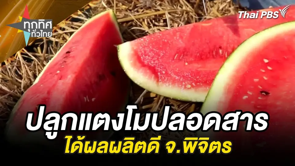 ปลูกแตงโมปลอดสารได้ผลผลิตดี จ.พิจิตร