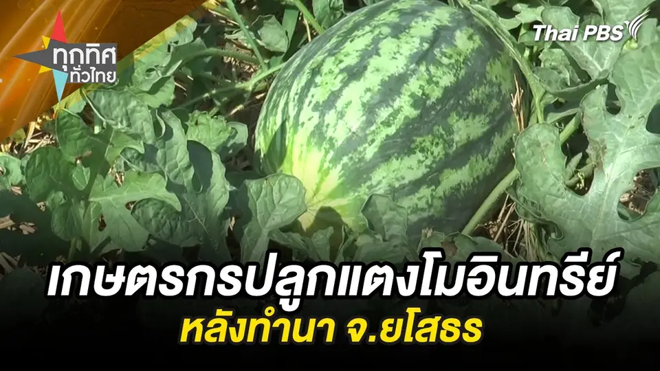 เกษตรกรปลูกแตงโมอินทรีย์หลังทำนา จ.ยโสธร