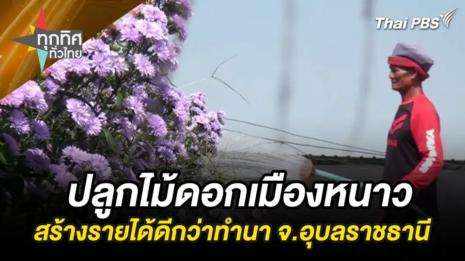 ปลูกไม้ดอกเมืองหนาวสร้างรายได้ดีกว่าทำนา จ.อุบลราชธานี