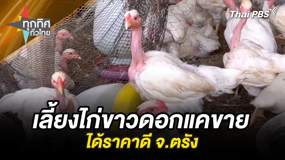 เลี้ยงไก่ขาวดอกแคขายได้ราคาดี จ.ตรัง
