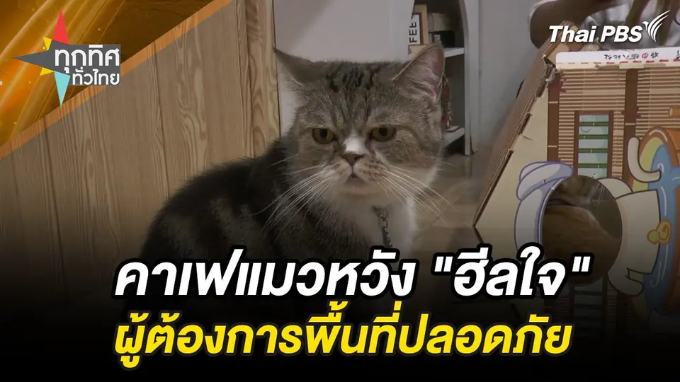 คาเฟแมวหวัง "ฮีลใจ" ผู้ต้องการพื้นที่ปลอดภัย