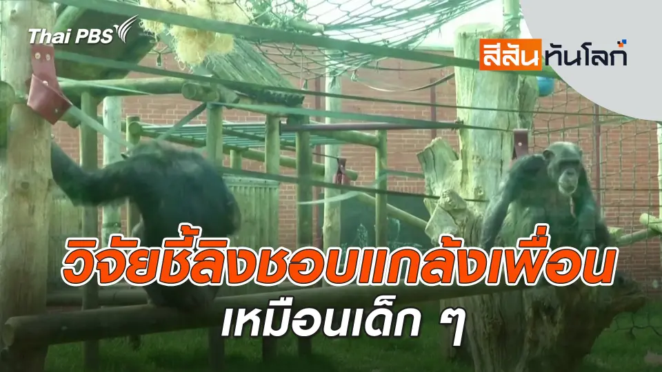 วิจัยชี้ลิงชอบแกล้งเพื่อนเหมือนเด็ก ๆ | สีสันทันโลก | 2 มี.ค. 67