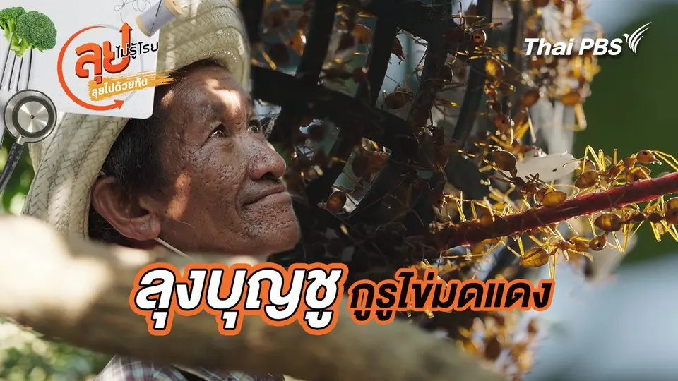 ลุงบุญชู กูรูไข่มดแดง