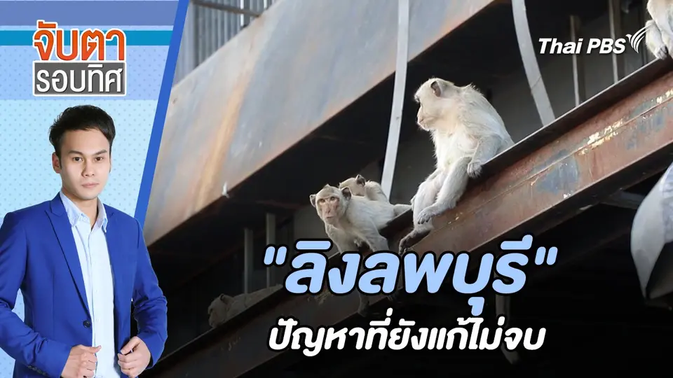 "ลิงลพบุรี" ปัญหาที่ยังแก้ไม่จบ | จับตารอบทิศ | 25 มี.ค. 67