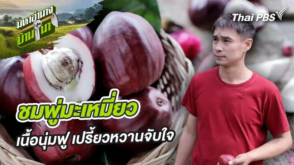 ชมพู่มะเหมี่ยว เนื้อนุ่มฟู เปรี้ยวหวานจับใจ