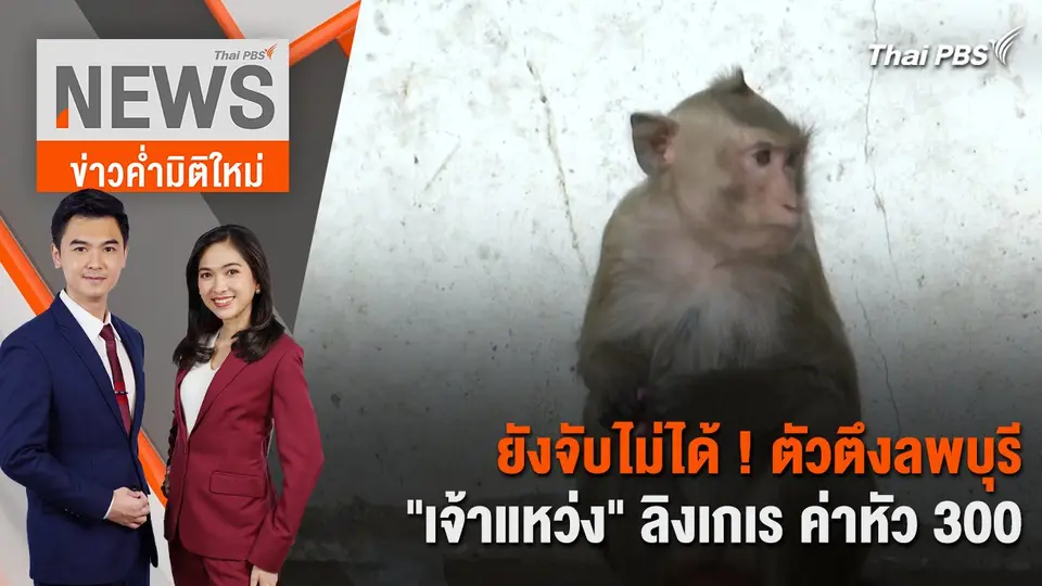 ยังจับไม่ได้ ! ตัวตึงลพบุรี "เจ้าแหว่ง" ลิงเกเร ค่าหัว 300 | 1 เม.ย. 67