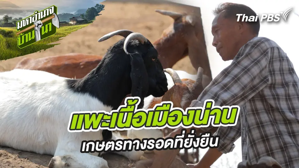 แพะเนื้อเมืองน่าน เกษตรทางรอดที่ยั่งยืน