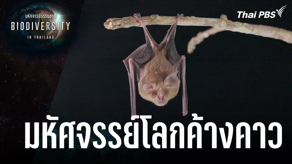 Biodiversity in Thailand มหัศจรรย์ธรรมชาติ