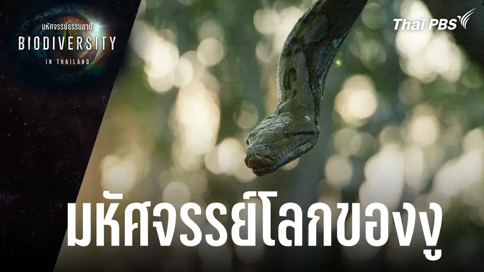 Biodiversity in Thailand มหัศจรรย์ธรรมชาติ