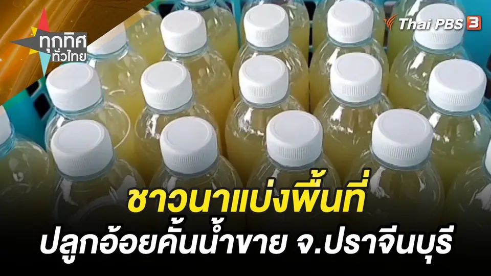 ชาวนาแบ่งพื้นที่ปลูกอ้อยคั้นน้ำขาย จ.ปราจีนบุรี